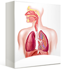 Respiratory Protection Awareness